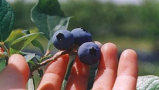 Arándanos: el fruto que deja millones de dólares