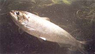 Levantan la veda de pesca en el Río Uruguay