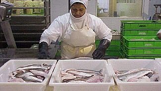 Es oficial la suspensión de exportaciones de pescado del Paraná