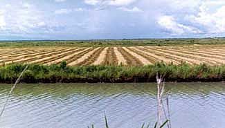 Arroz: menor producción en la provincia