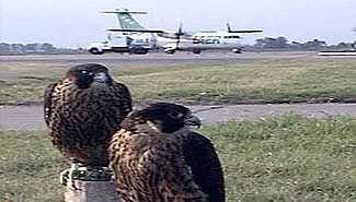 Se sigue hablando de volar a Buenos Aires