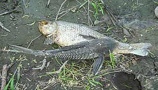 Investigan mortandad de peces