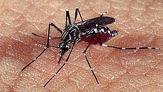 Aseguran que el vector del dengue está presente en Paraná