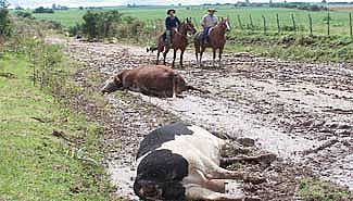 Pobreza: Se comen los animales que mueren por la inundación