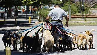 Paraná: Dueños de mascotas responderán por sus daños