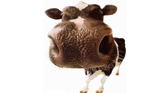 La primera campaña anual de vacunación contra la aftosa