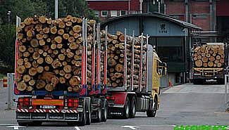 Papeleras: El gobierno perdió el temor a hablar de forestación