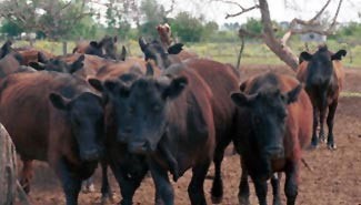 Advierten que Argentina deberá importar carne bovina en 2012