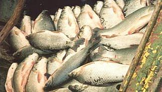 Se asignaron nuevos cupos de exportación de sábalo