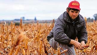 La producción triguera caería cerca del 38 {10b083c464b21a2e5b96ab7d1950c6efda5949816d8d4b699d6508628a11a647} en Entre Ríos