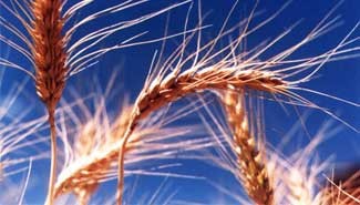 La producción triguera se redujo casi a la mitad en Entre Ríos