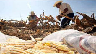 Hijos de productores recibirán parcelas para que continúen trabajando en el campo