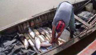 Ley de Pesca: Senadores ya tienen un texto consensuado