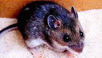 Pescador victoriense murió y sospechan que fue por hantavirus