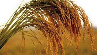 Molinos cierra su planta de arroz de Santa Fe y concentra la producción en Entre Ríos