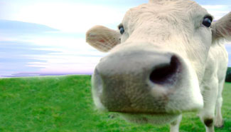 Argentina volvió a ser libre de fiebre aftosa