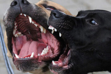 Ordenan registrar la tenencia de perros peligrosos en Paraná