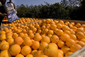 Entre Ríos exportará a Japón 20.000 toneladas de cítricos