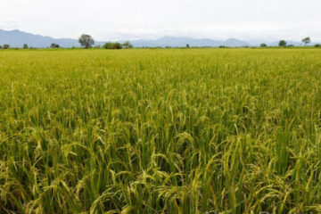 Se vendieron 400.000 toneladas de arroz entrerriano a Irak
