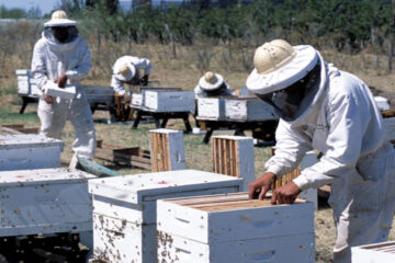 Habilitaron empresas entrerrianas para exportar miel a China