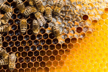 Dos proyectos sustentables basados en la reutilización del lactosuero