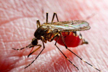 Ya hay 401 casos de dengue en Entre Ríos