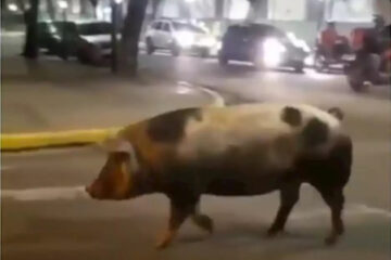 Un chancho por las calles de Paraná