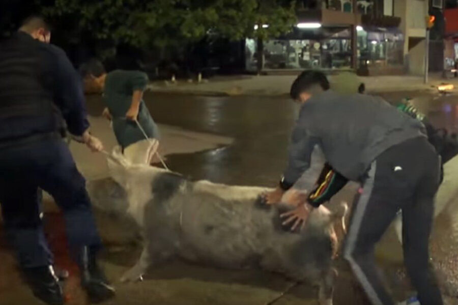 Los dueños del chancho denunciados penalmente