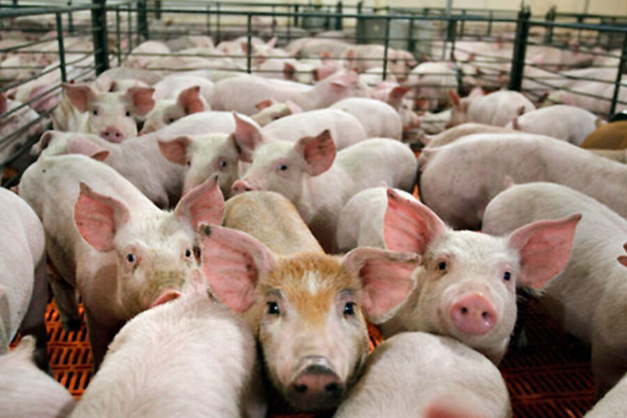 Cambiemos sí apoya en Entre Ríos las granjas de cerdos para China