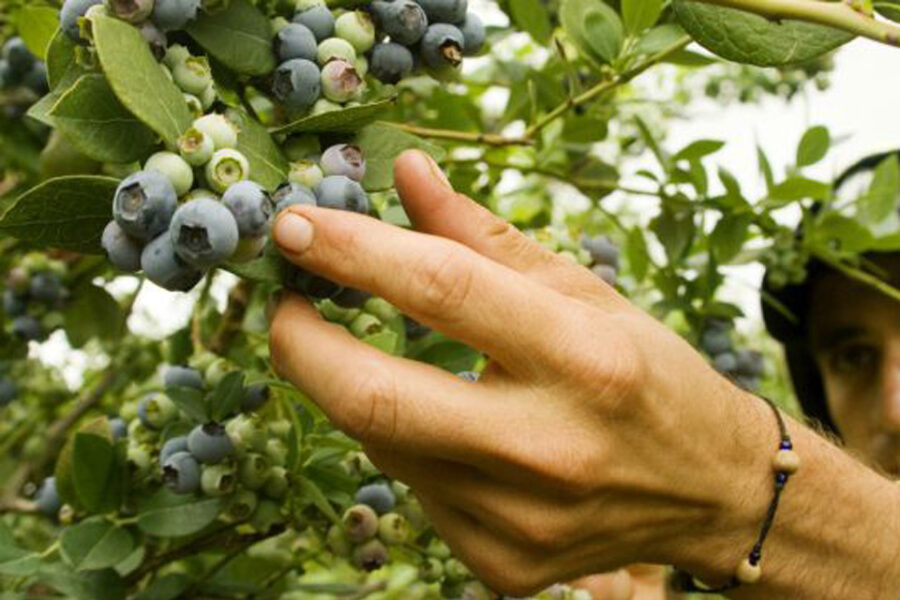 No se consigue gente para cosechar arándanos por los planes