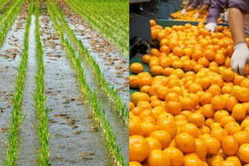 Entre Ríos optimiza su llegada al mercado italiano