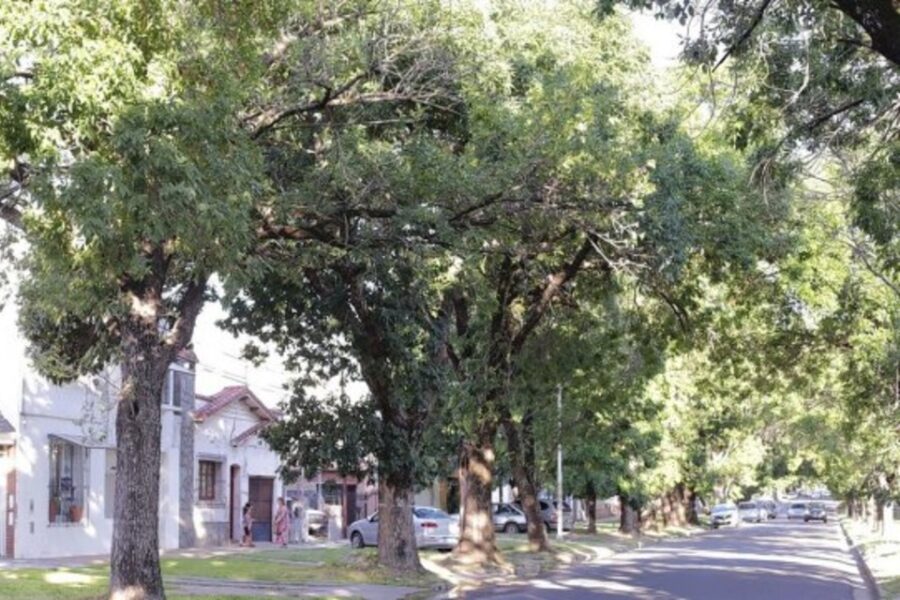 Trasladarán árboles de calle Racedo