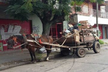 Buscan erradicar la tracción a sangre en La Histórica