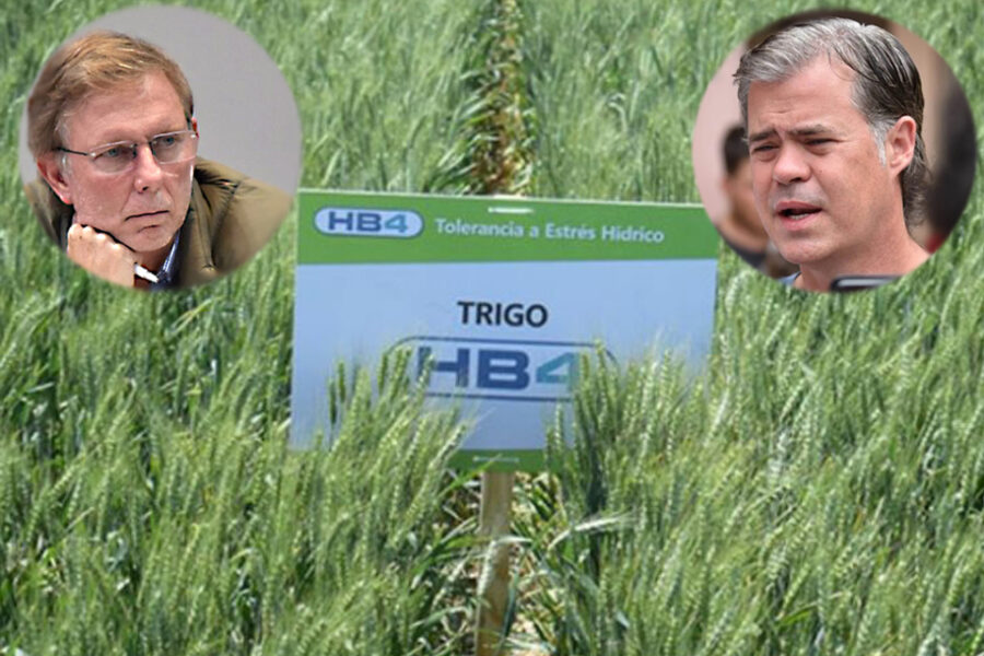 Bahillo vs. Piaggio por el trigo transgénico