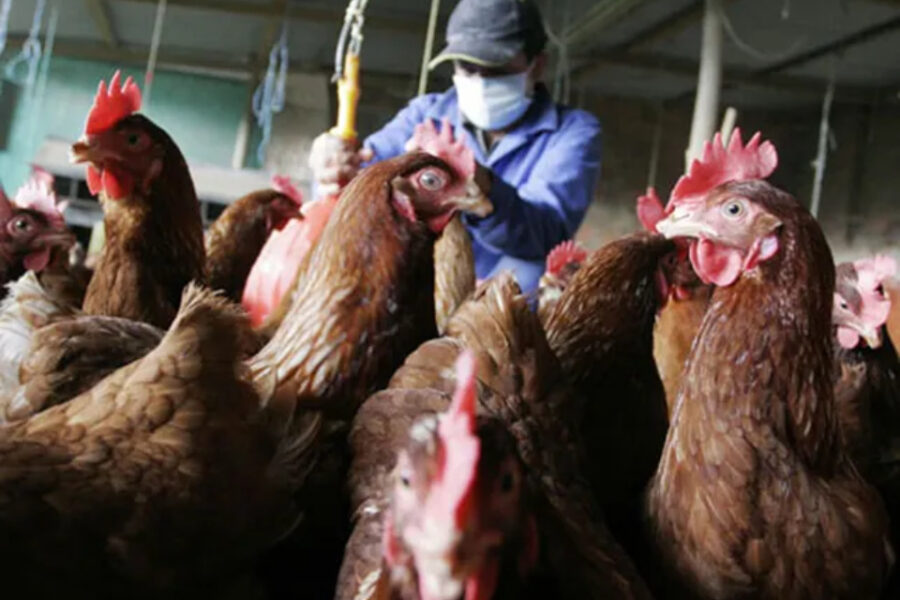 Gripe Aviar: Entre Ríos refuerza controles en la frontera