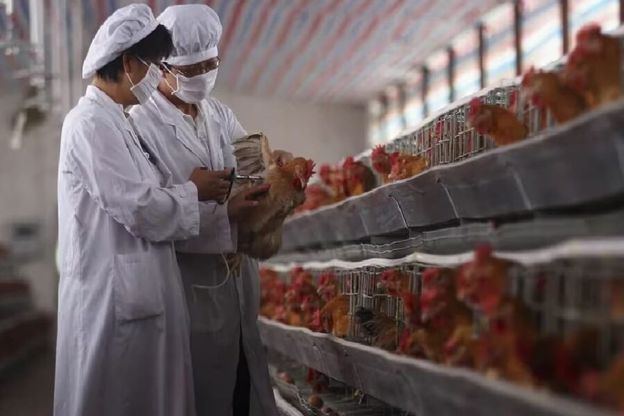 (Mención a Entre Ríos) Influencia aviar: el Senasa ordenó el despoblamiento de tres granjas avícolas