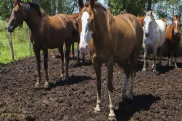 (Mención a Entre Ríos) El Ministerio de Salud confirmó un caso en humanos de Encefalitis Equina del Oeste: es el primero en casi 30 años