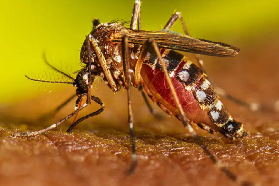 (Mención a Entre Ríos) Dengue: Argentina registró más de 22 mil casos y 16 muertes en los últimos seis meses