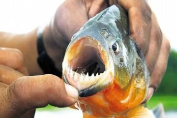 Cardúmenes de palometas aparecieron en Entre Ríos