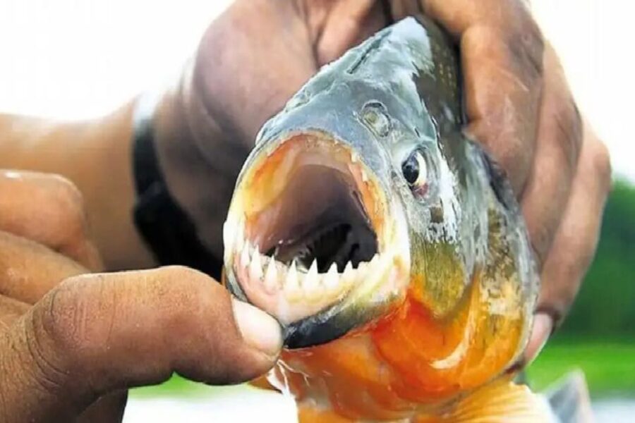 Cardúmenes de palometas aparecieron en Entre Ríos