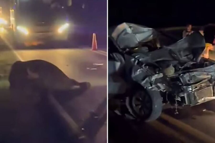 (En Entre Ríos) Un auto chocó de frente con un búfalo que se cruzó en la ruta 12: hay cinco heridos