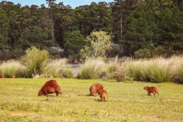 (En Entre Ríos) Fin de semana extra largo en Concordia: naturaleza, historia y gastronomía para toda la familia