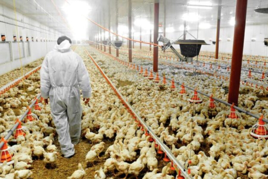 El proyecto del PJ para proteger a la industria avícola de la apertura de importaciones
