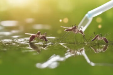 (Mención a Entre Ríos) Cuál es el impacto de la lluvia en la propagación del dengue, según los expertos