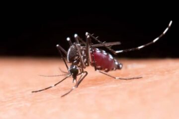 (Mención a Entre Ríos) Dengue: se registraron casi 400 mil casos y ya habría pasado el pico de contagios