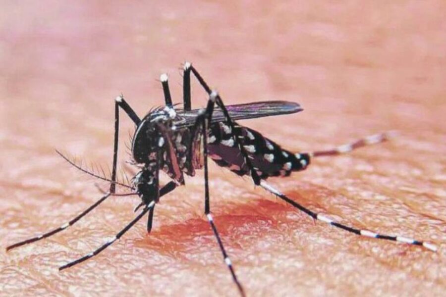 (Mención a Entre Ríos) Brote de dengue en Argentina: confirman más de 180 mil casos y 129 muertos