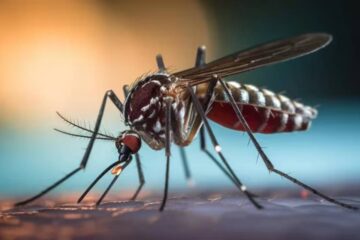 (Mención a Entre Ríos) Cuáles son las razones detrás del descenso de los casos semanales de dengue, según los expertos