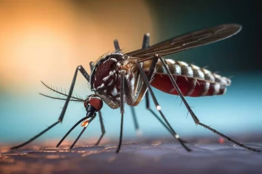 (Mención a Entre Ríos) Cuáles son las razones detrás del descenso de los casos semanales de dengue, según los expertos