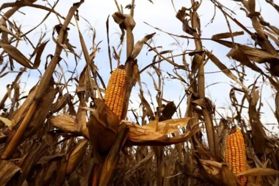 (Mención a Entre Ríos) Alertas en el campo: la plaga “chicharrita” y el temor por las inundaciones y el frío