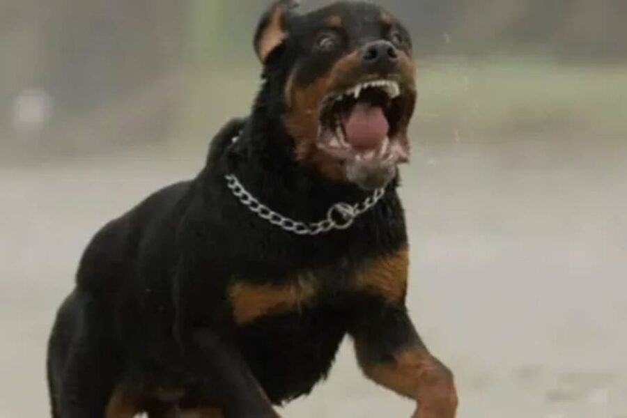 (En Entre Ríos) Un perro rottweiler atacó a dos hermanitos mientras jugaban a la pelota en una canchita de barrio